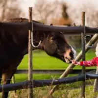 Toddler Petting Horse; Courtesy of FamVeld/Shutterstock.com