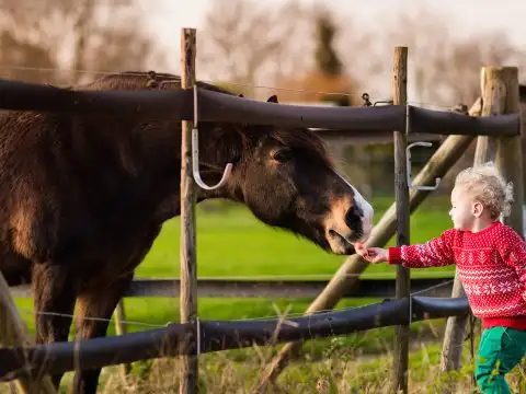 Toddler Petting Horse; Courtesy of FamVeld/Shutterstock.com