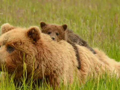 Bear and Her Cub in Alaska; Courtesy of David Rasmus/Shutterstock.com