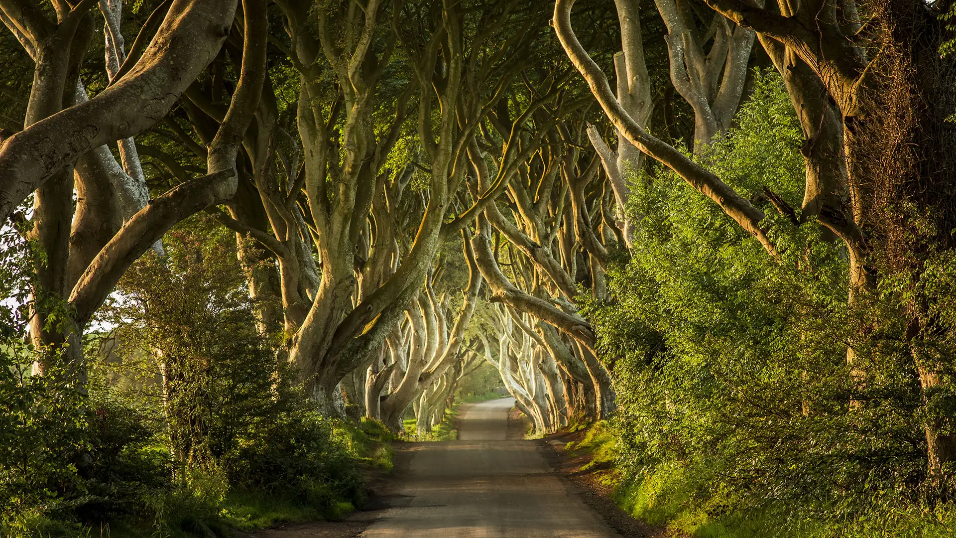 Dark Hedges in Belfast