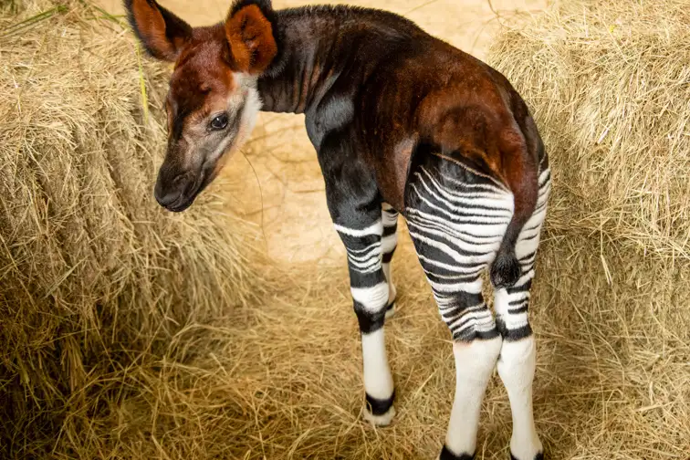 an okapi at Disney’s Animal Kingdom Lodge; Courtesy of Walt Disney World