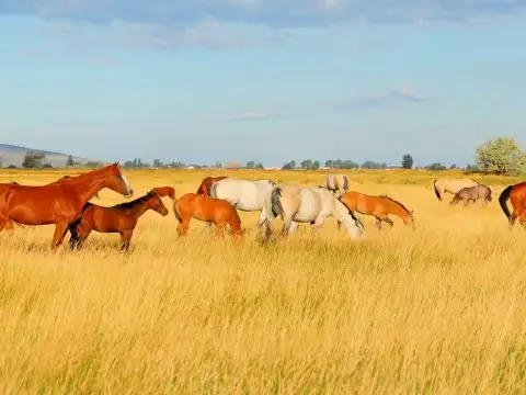 Dude Ranch; Courtesy of Kirk Geisler/Shutterstock.com