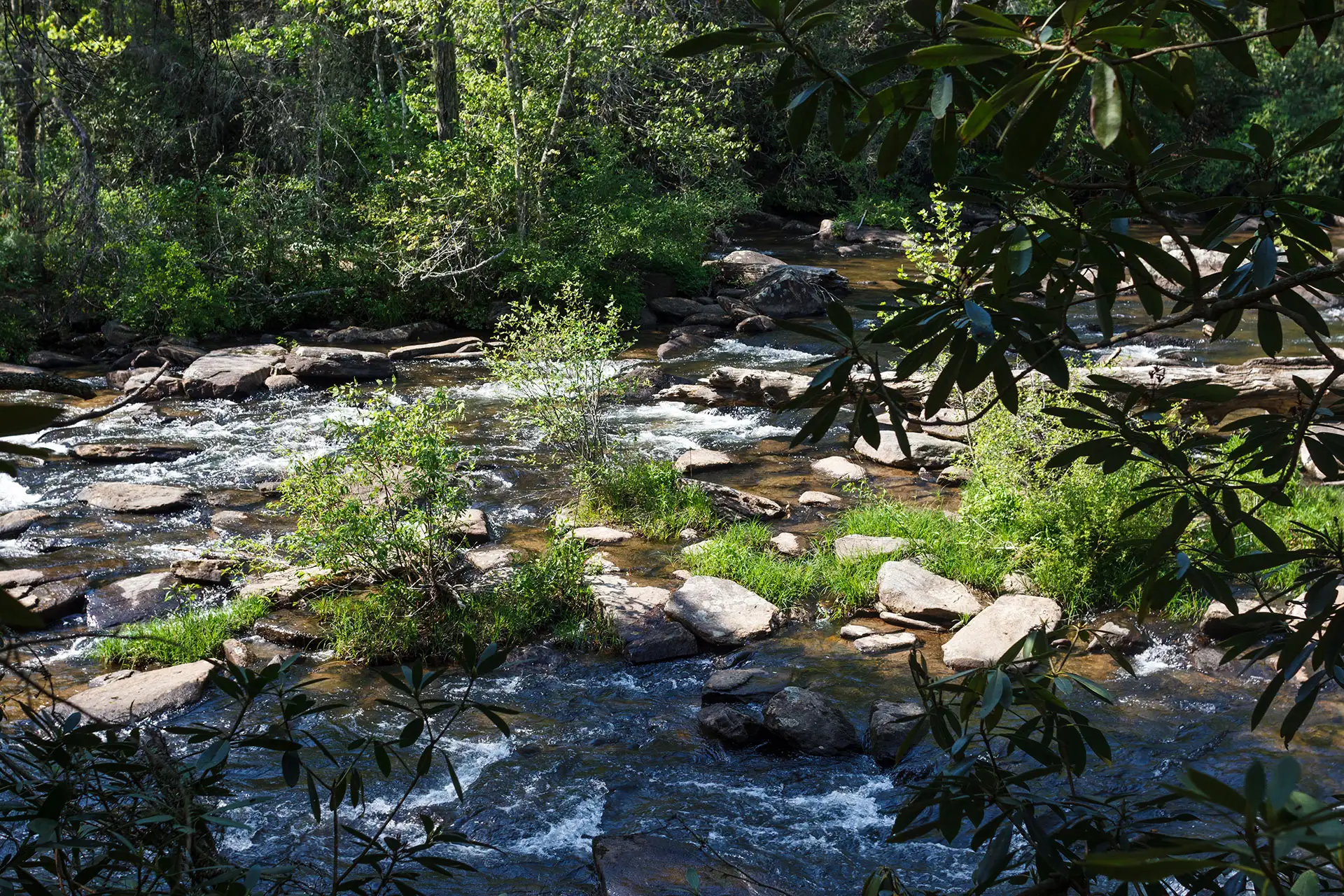 Dupont State Recreational Forest in North Carolina