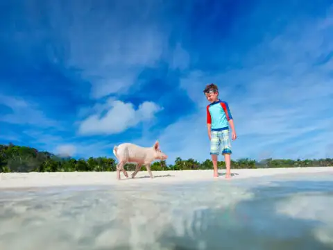 Boy with little piglet at Exuma beach, Bahamas. ; Courtesy of BlueOrange Studio/Shutterstock