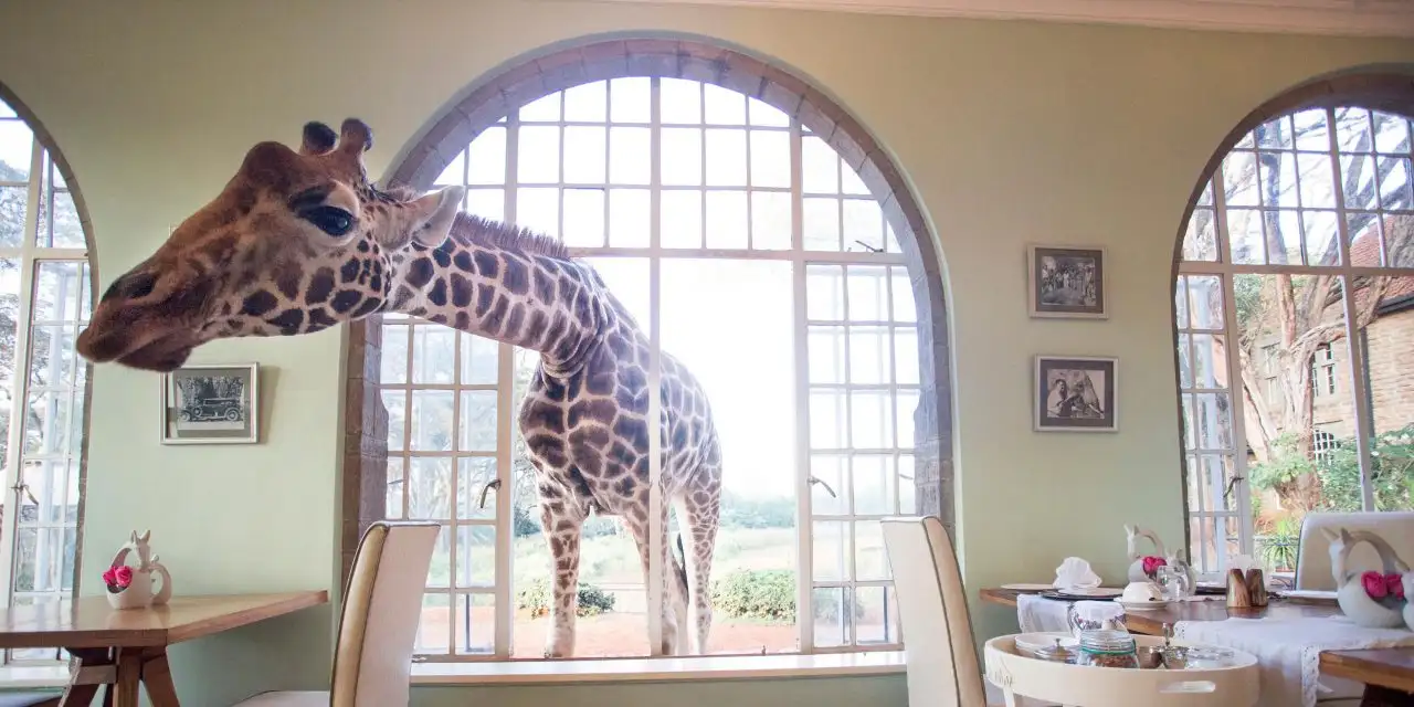 Giraffe Manor; Courtesy of Giraffe Manor