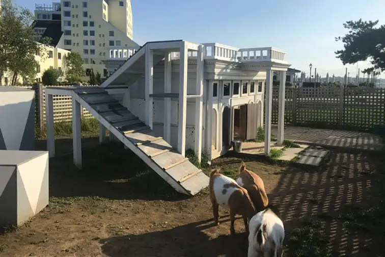 Resident goats at Gurney's Newport Resort; Courtesy of Family Vacation Critic