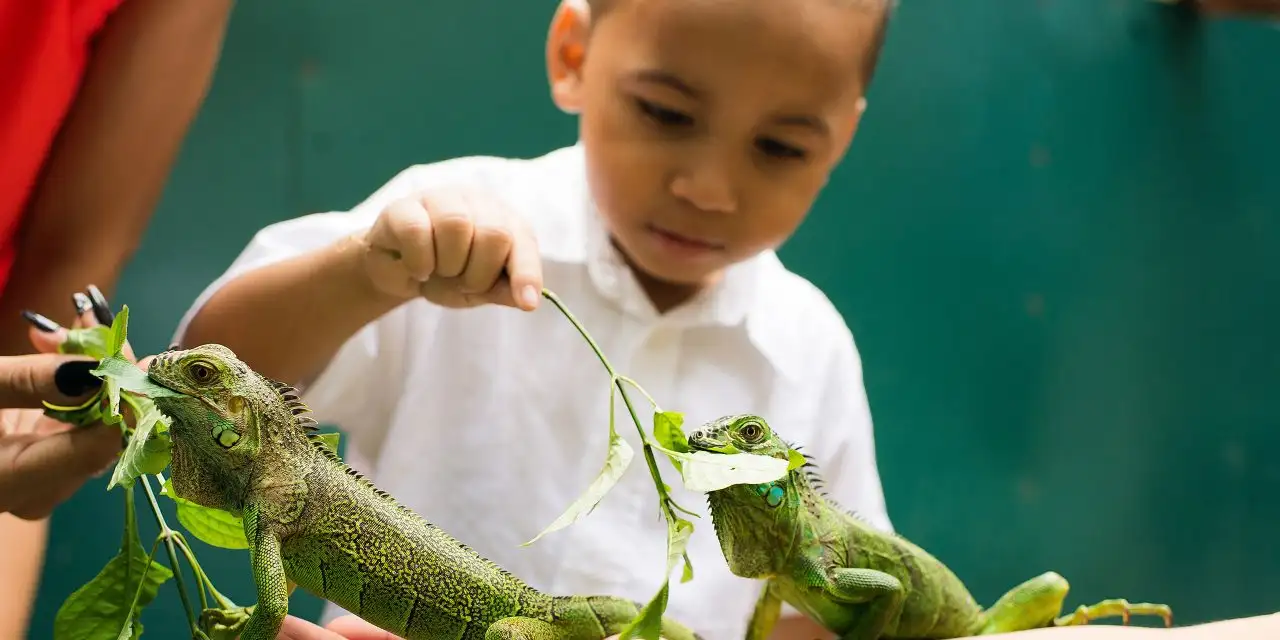 Iguana Encounter; Courtesy of San Ignacio Resort Hotel