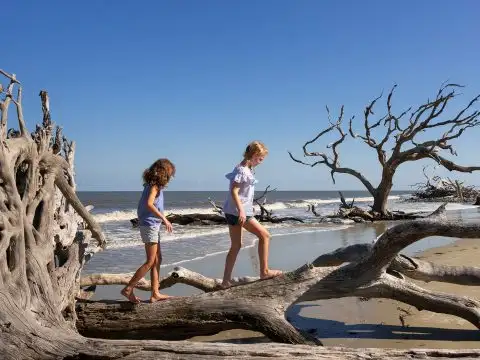 Kids on Driftwood Beach on Jekyll Island; Courtesy of Jekyll Island Authority