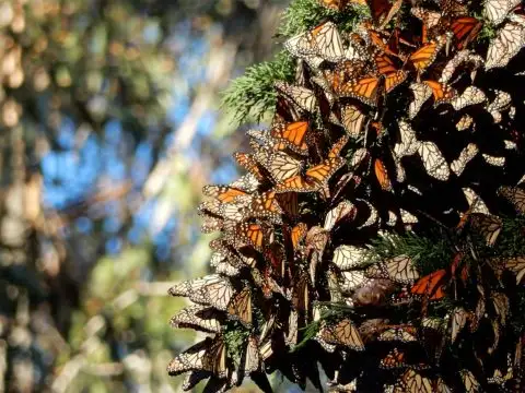 Monarch Grove in Pismo Beach; Courtesy of City of Pismo Beach