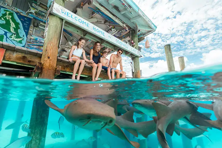 Family With Nurse Sharks at Compass Cay in the Exuma Islands