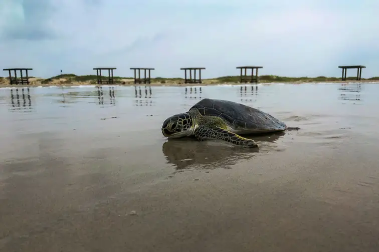 Mustang Island State Park; Courtesy of Visit Texas