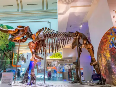 The National Museum of Natural History is a natural history museum administered by the Smithsonian Institution, located on the National Mall.