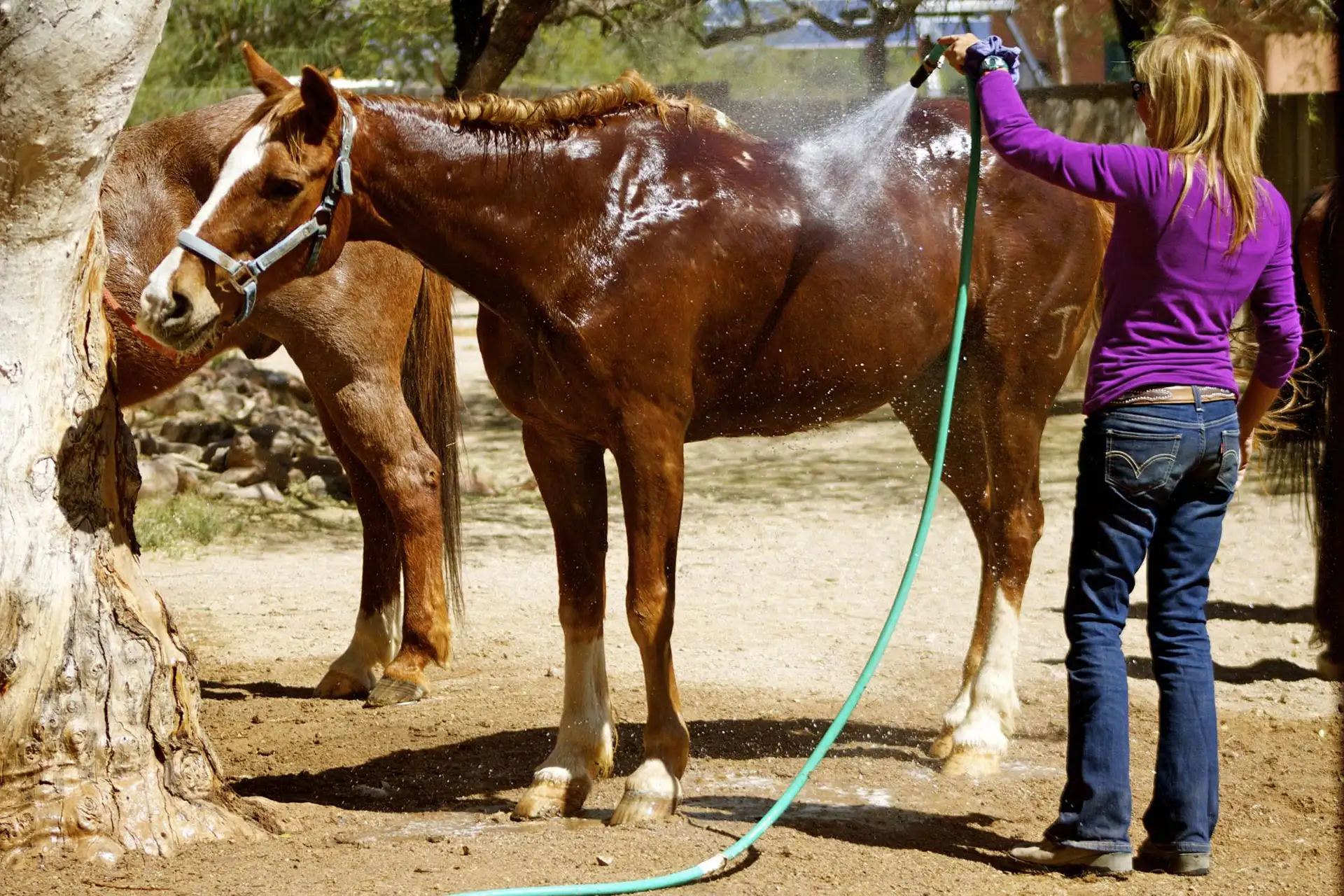 White Stallion Ranch; Courtesy of White Stallion Ranch